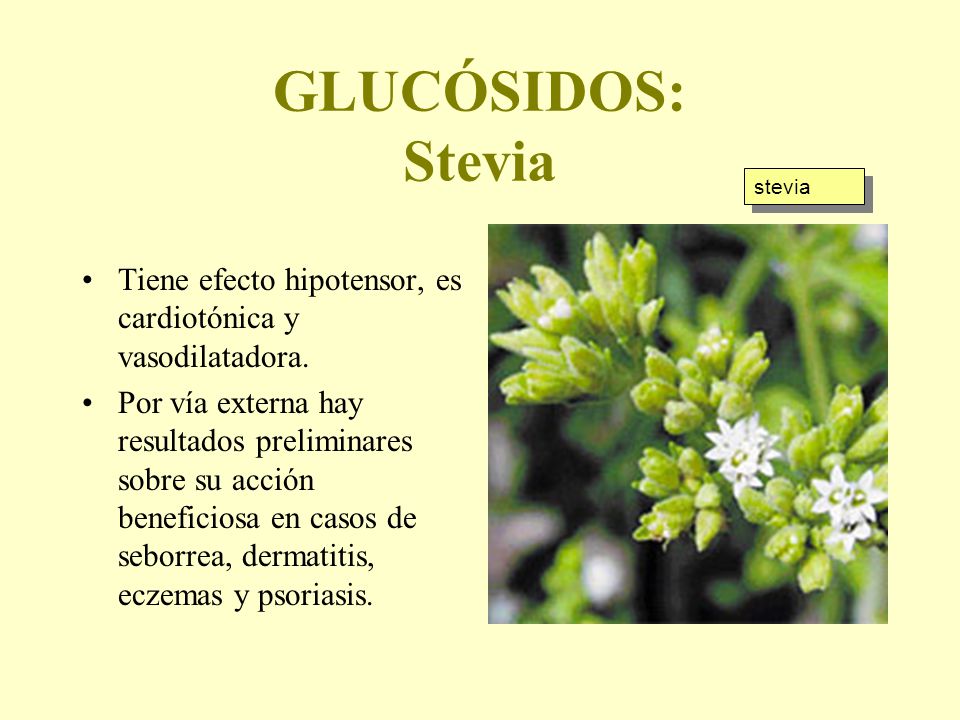 GLUCÓSIDOS: Stevia stevia. Tiene efecto hipotensor, es cardiotónica y vasodilatadora.