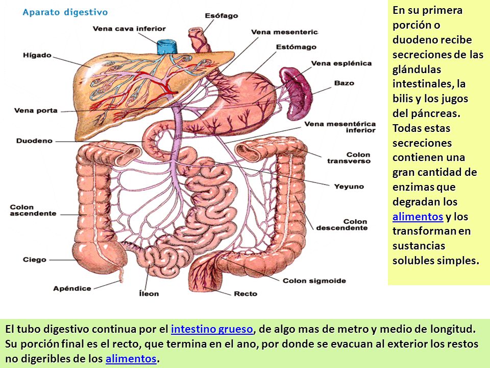 En su primera porción o duodeno recibe secreciones de las glándulas intestinales, la bilis y los jugos del páncreas. Todas estas secreciones contienen una gran cantidad de enzimas que degradan los alimentos y los transforman en sustancias solubles simples.
