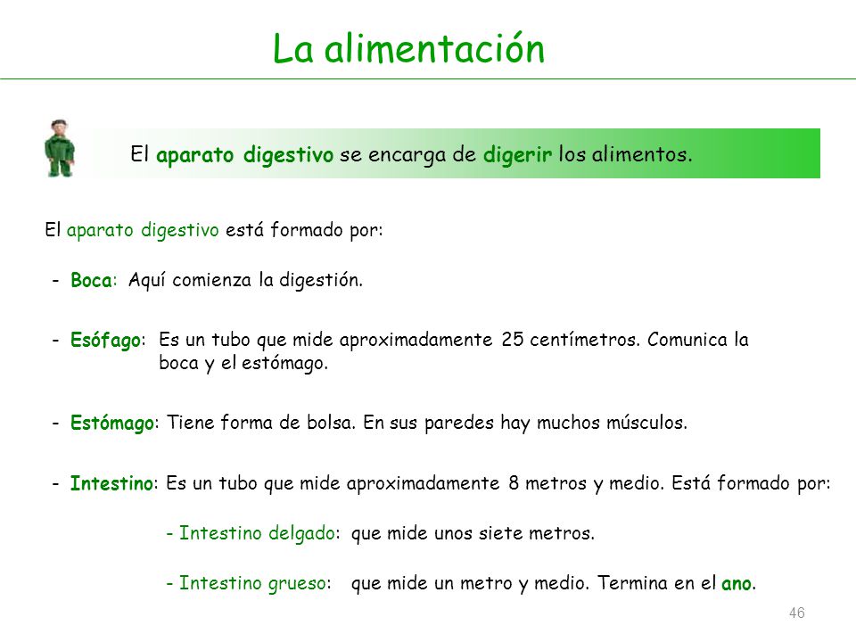 La alimentación El aparato digestivo se encarga de digerir los alimentos. El aparato digestivo está formado por: