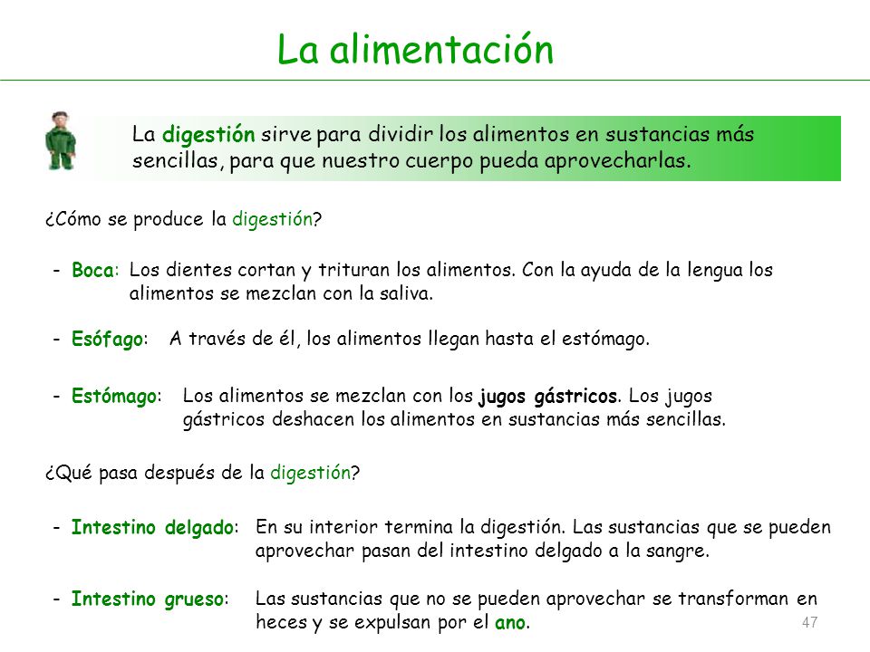 La alimentación La digestión sirve para dividir los alimentos en sustancias más sencillas, para que nuestro cuerpo pueda aprovecharlas.