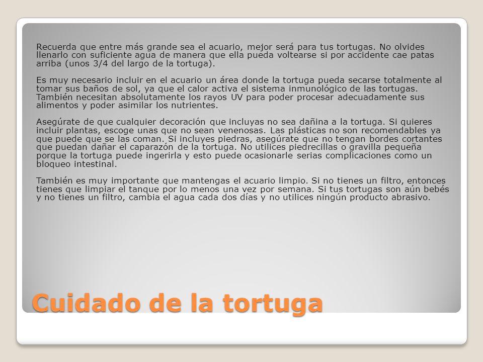 Recuerda que entre más grande sea el acuario, mejor será para tus tortugas. No olvides llenarlo con suficiente agua de manera que ella pueda voltearse si por accidente cae patas arriba (unos 3/4 del largo de la tortuga). Es muy necesario incluir en el acuario un área donde la tortuga pueda secarse totalmente al tomar sus baños de sol, ya que el calor activa el sistema inmunológico de las tortugas. También necesitan absolutamente los rayos UV para poder procesar adecuadamente sus alimentos y poder asimilar los nutrientes. Asegúrate de que cualquier decoración que incluyas no sea dañina a la tortuga. Si quieres incluir plantas, escoge unas que no sean venenosas. Las plásticas no son recomendables ya que puede que se las coman. Si incluyes piedras, asegúrate que no tengan bordes cortantes que puedan dañar el caparazón de la tortuga. No utilices piedrecillas o gravilla pequeña porque la tortuga puede ingerirla y esto puede ocasionarle serias complicaciones como un bloqueo intestinal. También es muy importante que mantengas el acuario limpio. Si no tienes un filtro, entonces tienes que limpiar el tanque por lo menos una vez por semana. Si tus tortugas son aún bebés y no tienes un filtro, cambia el agua cada dos días y no utilices ningún producto abrasivo.