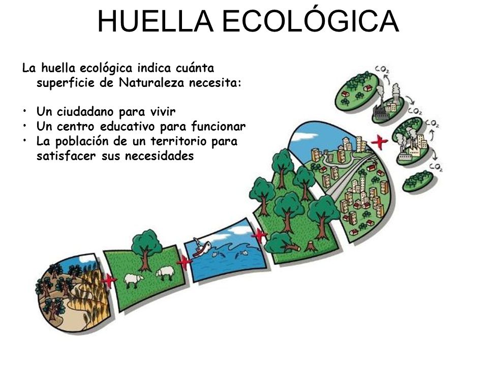 HUELLA ECOLÓGICA La huella ecológica indica cuánta superficie de Naturaleza necesita: Un ciudadano para vivir.