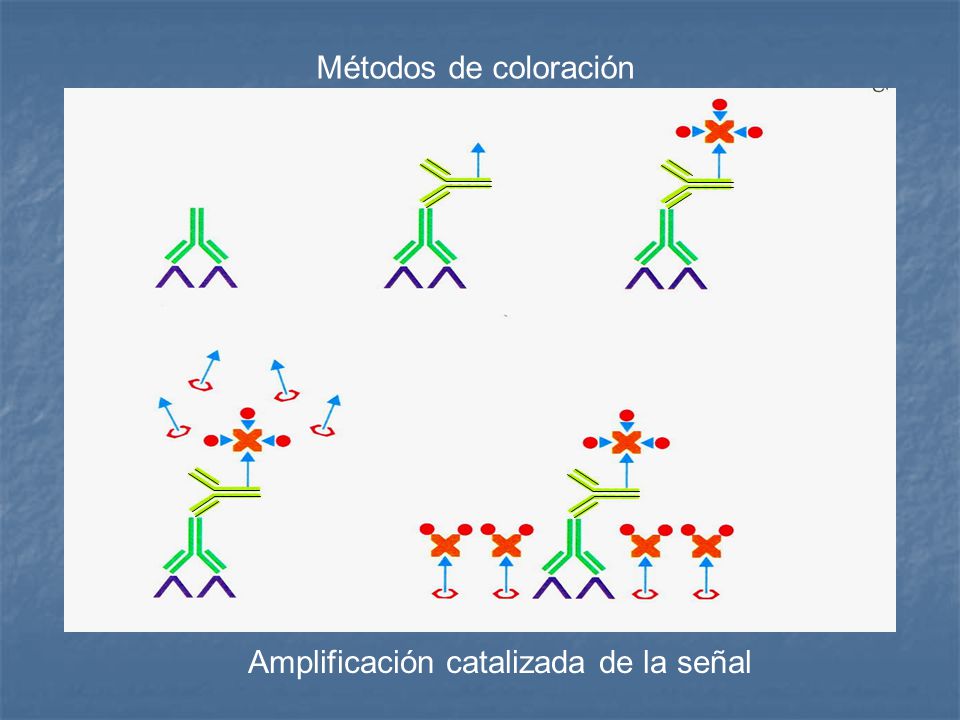Métodos de coloración Amplificación catalizada de la señal