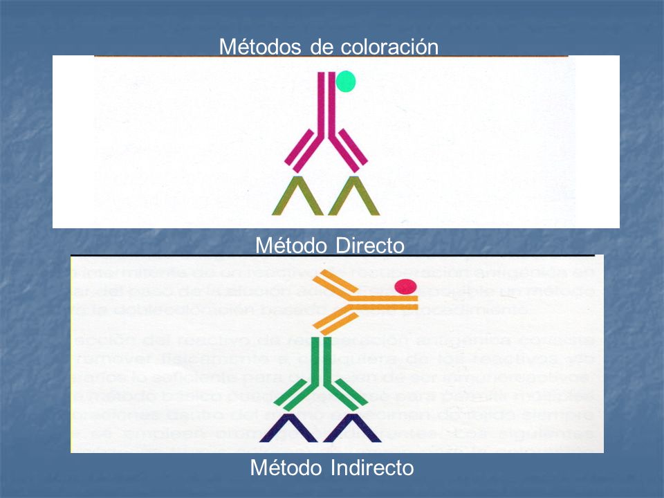 Método Directo Métodos de coloración Método Indirecto