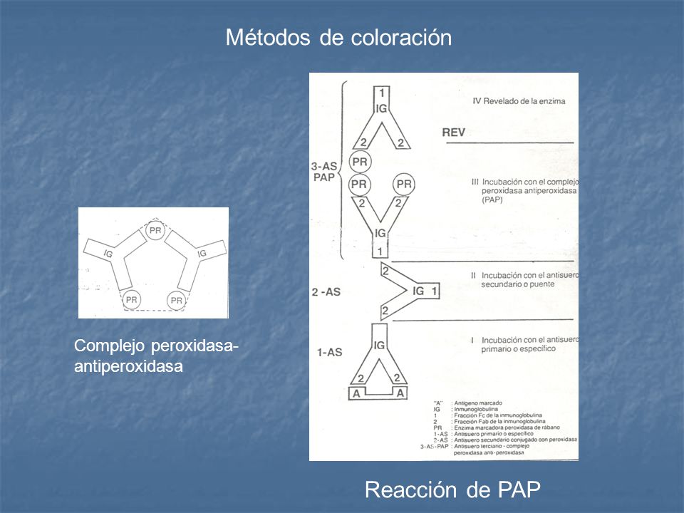 Métodos de coloración Complejo peroxidasa-antiperoxidasa