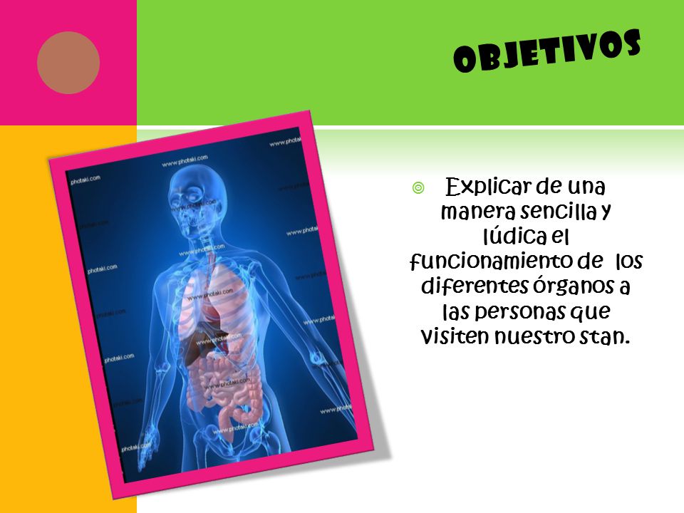 objetivos Explicar de una manera sencilla y lúdica el funcionamiento de los diferentes órganos a las personas que visiten nuestro stan.