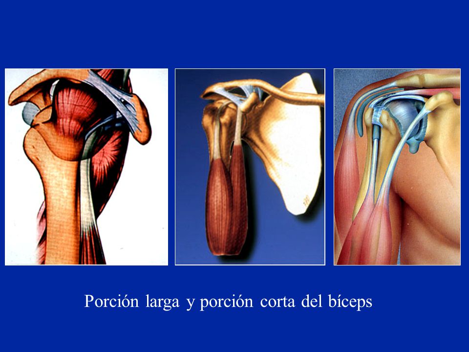 Porción larga y porción corta del bíceps