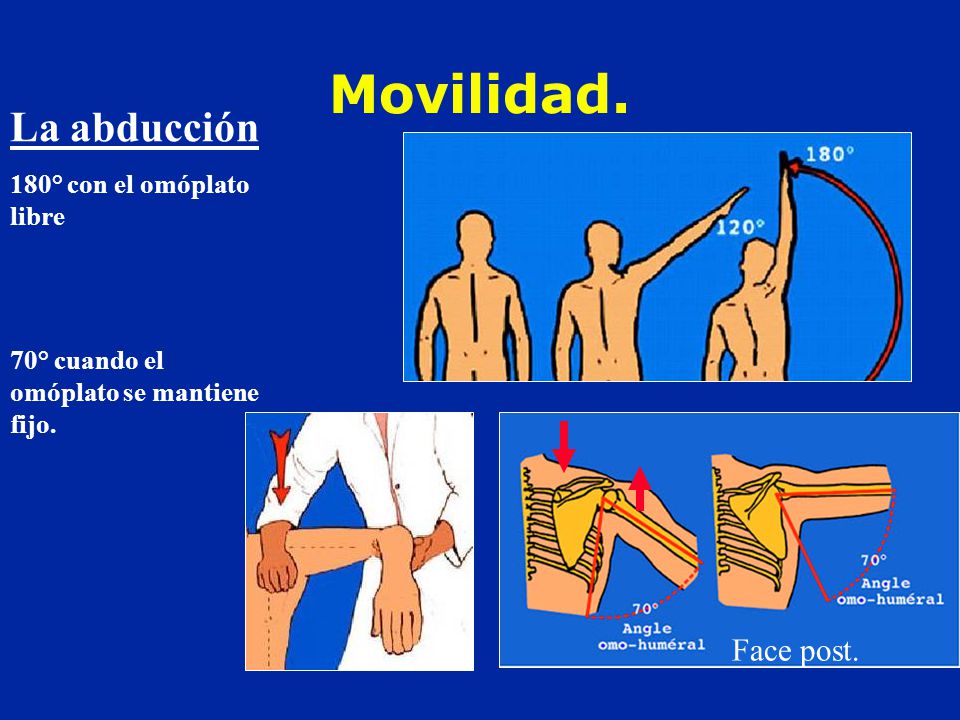 Movilidad. La abducción Face post. 180° con el omóplato libre