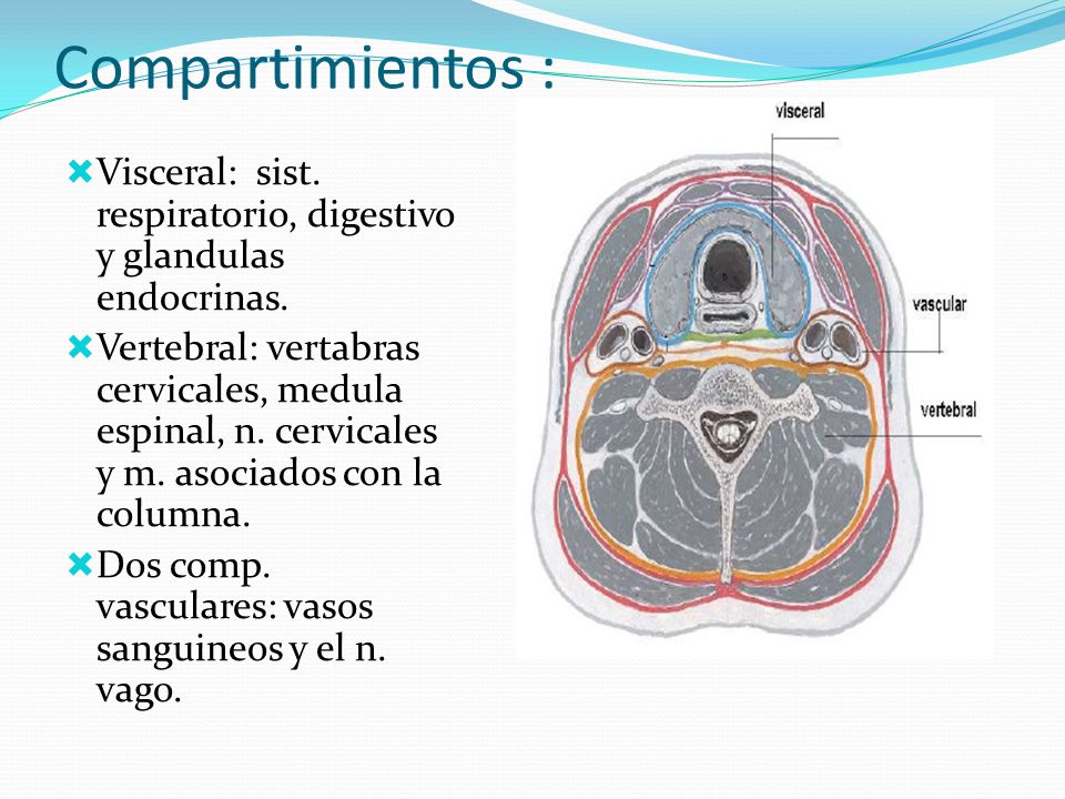 Compartimientos : Visceral: sist. respiratorio, digestivo y glandulas endocrinas.