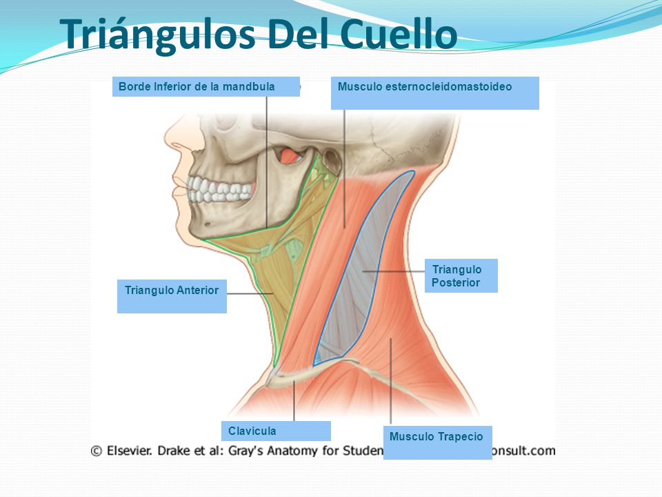 Triángulos Del Cuello Borde Inferior de la mandbula