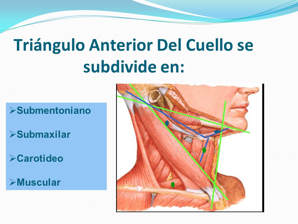 Triángulo Anterior Del Cuello se subdivide en: