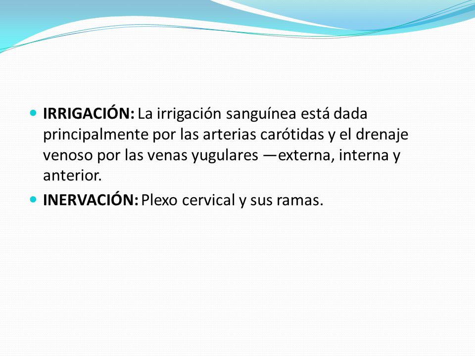 IRRIGACIÓN: La irrigación sanguínea está dada principalmente por las arterias carótidas y el drenaje venoso por las venas yugulares —externa, interna y anterior.