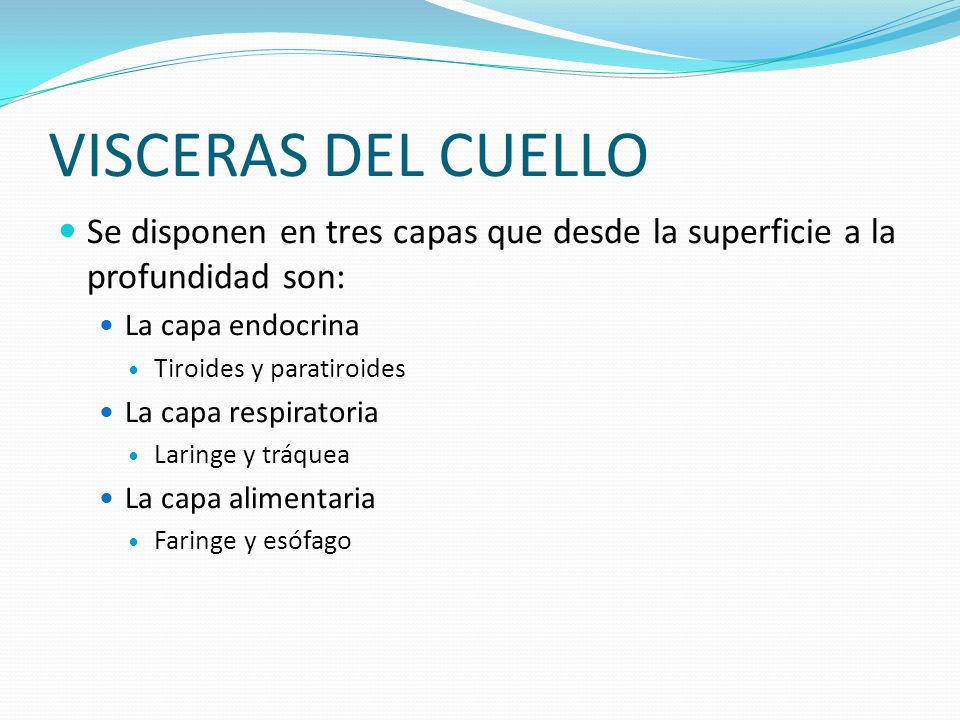 VISCERAS DEL CUELLO Se disponen en tres capas que desde la superficie a la profundidad son: La capa endocrina.