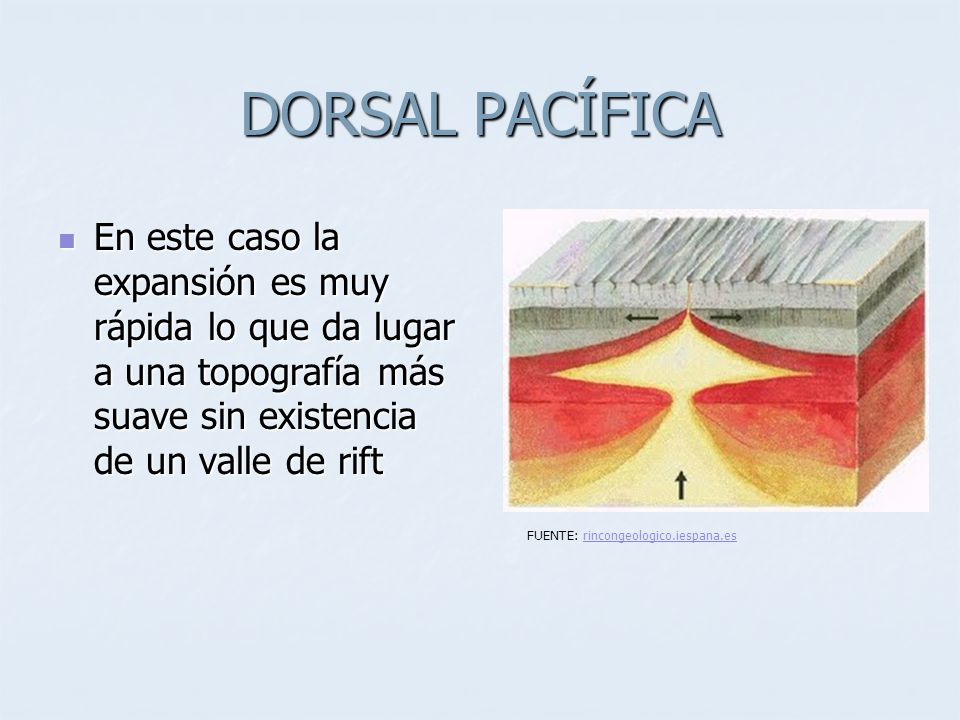 DORSAL PACÍFICA En este caso la expansión es muy rápida lo que da lugar a una topografía más suave sin existencia de un valle de rift.