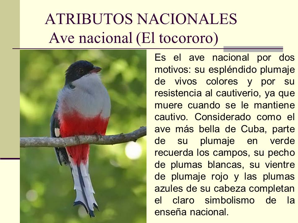 ATRIBUTOS NACIONALES Ave nacional (El tocororo)