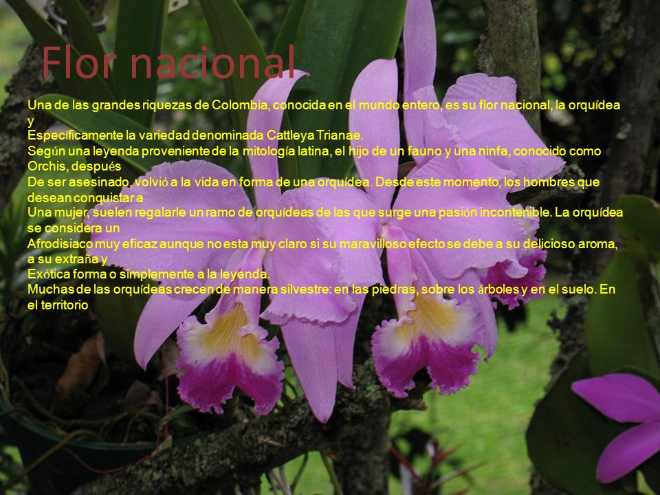 Flor nacional Una de las grandes riquezas de Colombia, conocida en el mundo entero, es su flor nacional, la orquídea y.