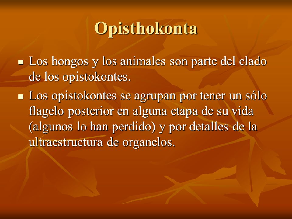 Opisthokonta Los hongos y los animales son parte del clado de los opistokontes.