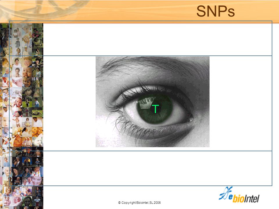 SNPs SNPs y QTLs: descubriendo la base genética de las enfermedades