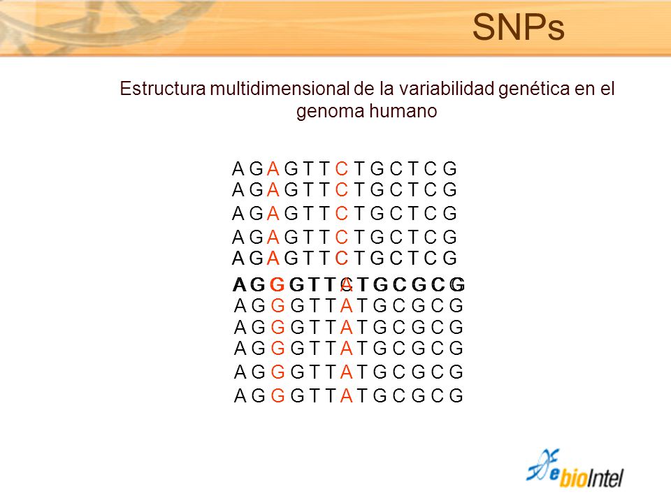 SNPs Estructura multidimensional de la variabilidad genética en el genoma humano. A G A G T T C T G C T C G.