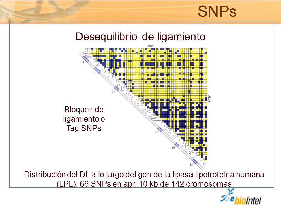 SNPs Desequilibrio de ligamiento Bloques de ligamiento o Tag SNPs
