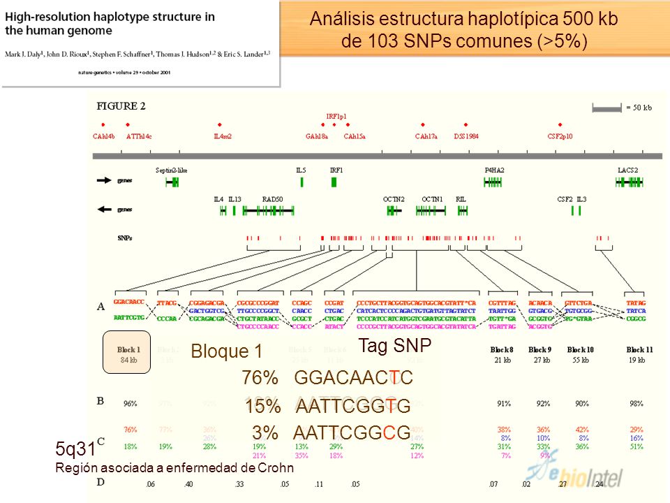 Análisis estructura haplotípica 500 kb de 103 SNPs comunes (>5%)