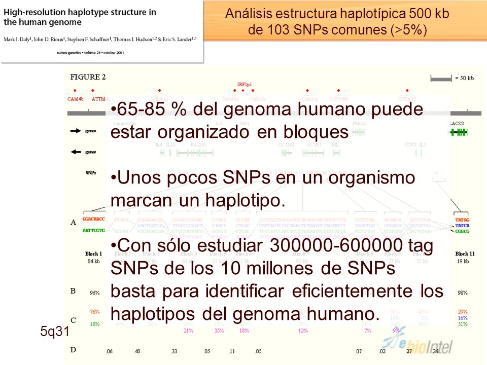 Análisis estructura haplotípica 500 kb de 103 SNPs comunes (>5%)