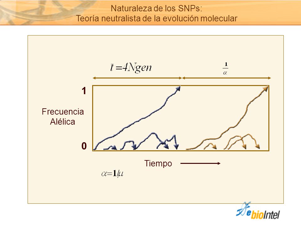 1 Naturaleza de los SNPs: Teoría neutralista de la evolución molecular