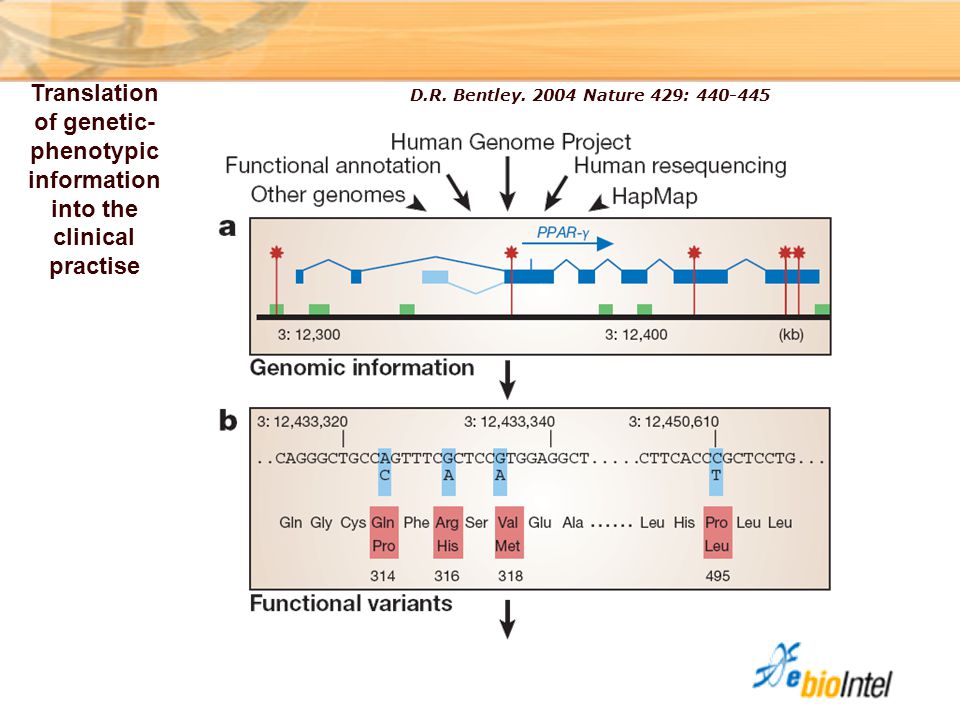 Translation of genetic-phenotypic information into the clinical practise