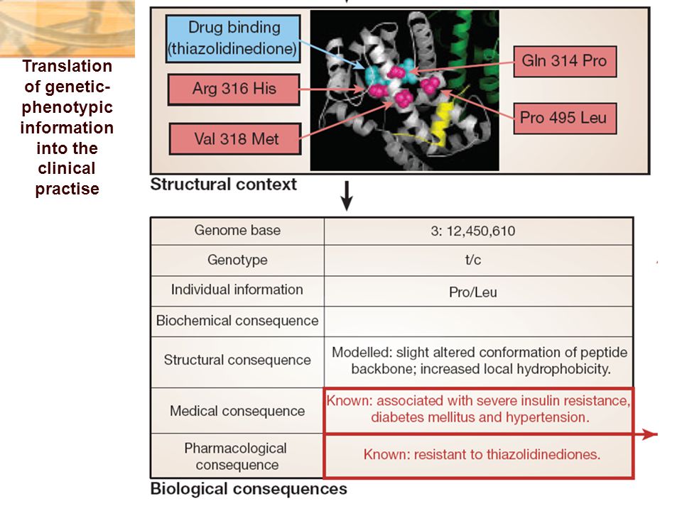 Translation of genetic-phenotypic information into the clinical practise
