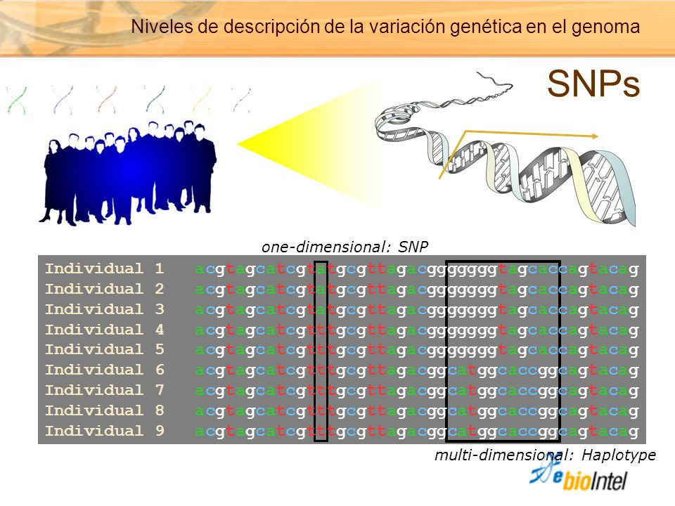 Niveles de descripción de la variación genética en el genoma