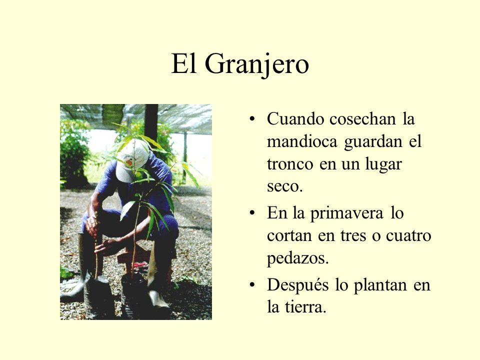 El Granjero Cuando cosechan la mandioca guardan el tronco en un lugar seco. En la primavera lo cortan en tres o cuatro pedazos.