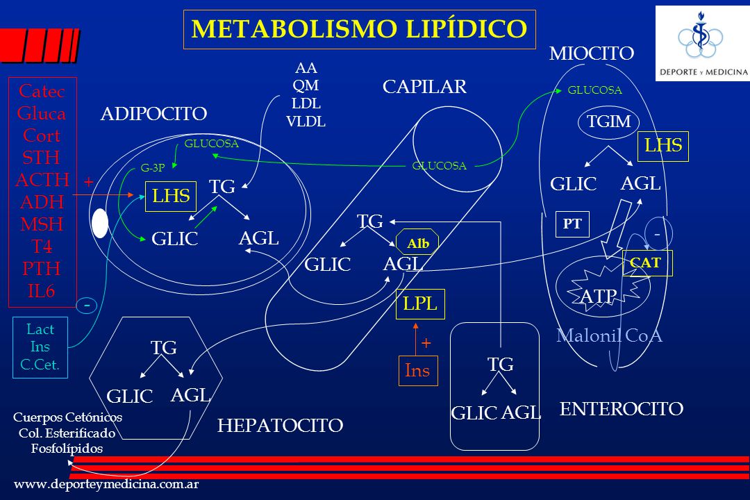 METABOLISMO LIPÍDICO MIOCITO CAPILAR Catec Gluca Cort STH ACTH ADH MSH