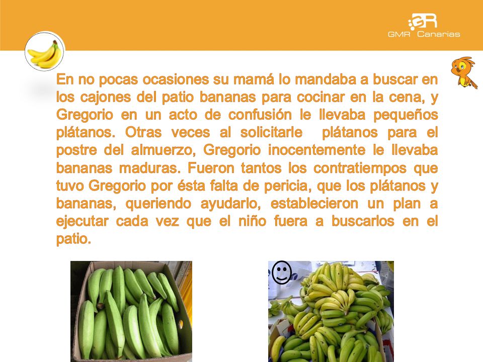 En no pocas ocasiones su mamá lo mandaba a buscar en los cajones del patio bananas para cocinar en la cena, y Gregorio en un acto de confusión le llevaba pequeños plátanos.