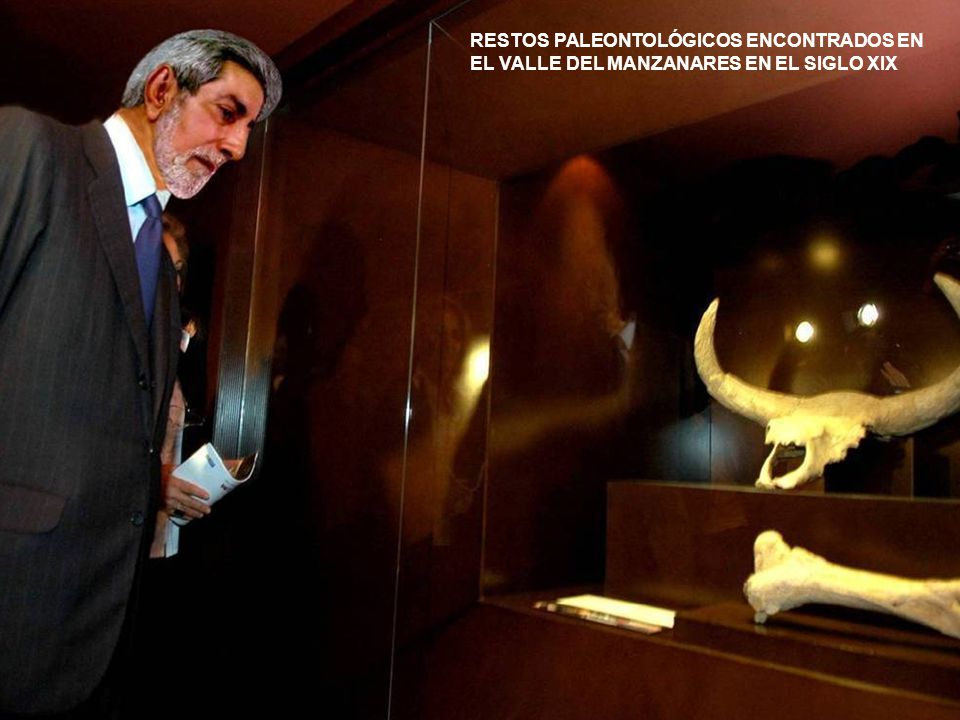 RESTOS PALEONTOLÓGICOS ENCONTRADOS EN EL VALLE DEL MANZANARES EN EL SIGLO XIX