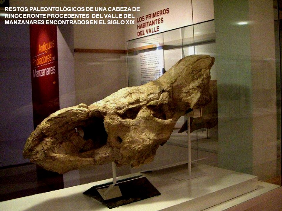 RESTOS PALEONTOLÓGICOS DE UNA CABEZA DE RINOCERONTE PROCEDENTES DEL VALLE DEL MANZANARES ENCONTRADOS EN EL SIGLO XIX