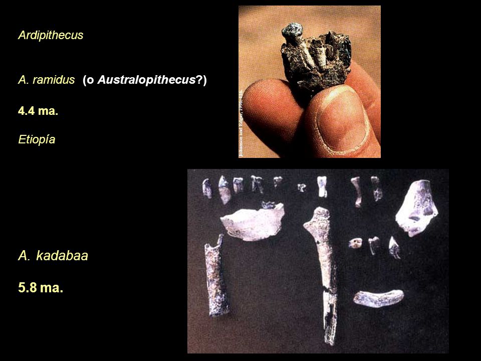 kadabaa 5.8 ma. Ardipithecus A. ramidus (o Australopithecus ) 4.4 ma.