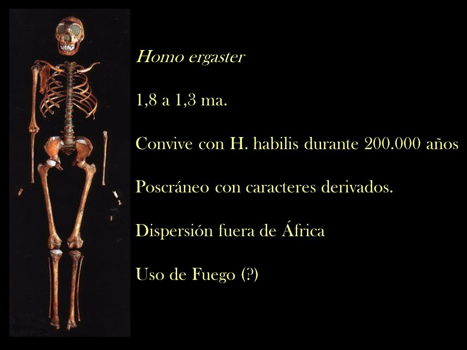 Homo ergaster 1,8 a 1,3 ma. Convive con H. habilis durante años. Poscráneo con caracteres derivados.