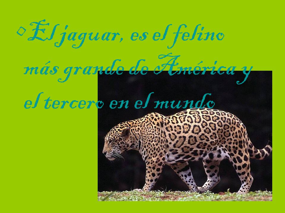 El jaguar, es el felino más grande de América y el tercero en el mundo