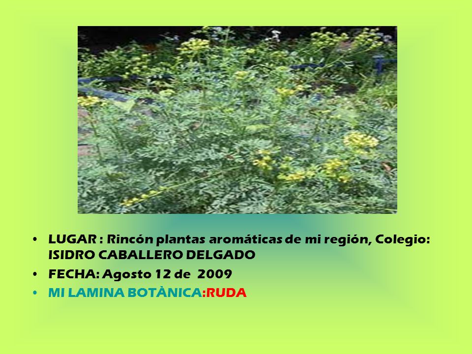 LUGAR : Rincón plantas aromáticas de mi región, Colegio: ISIDRO CABALLERO DELGADO