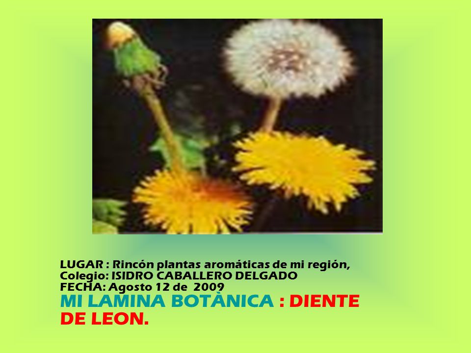 MI LAMINA BOTÀNICA : DIENTE DE LEON.