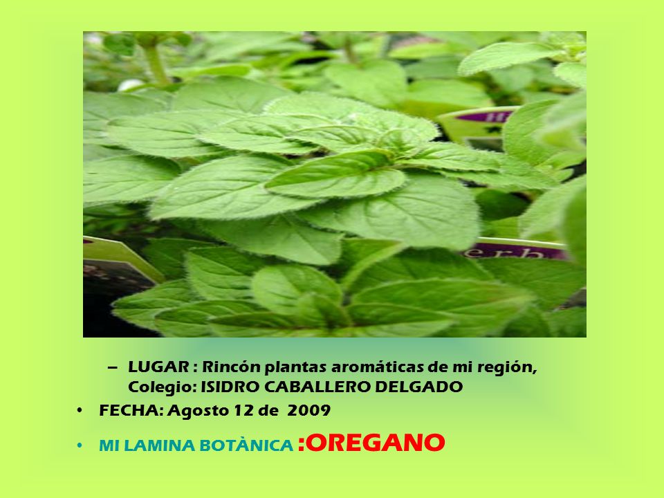 LUGAR : Rincón plantas aromáticas de mi región, Colegio: ISIDRO CABALLERO DELGADO