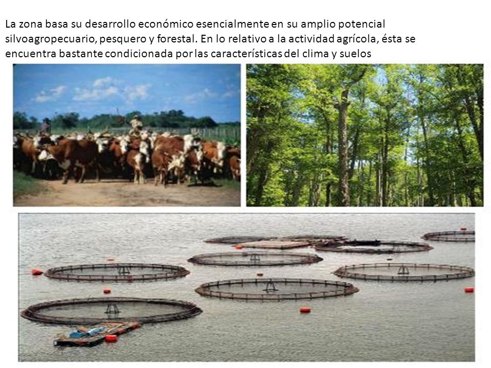 La zona basa su desarrollo económico esencialmente en su amplio potencial silvoagropecuario, pesquero y forestal.
