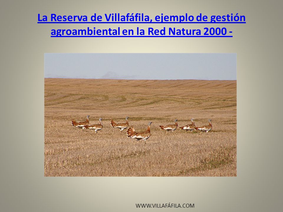 La Reserva de Villafáfila, ejemplo de gestión agroambiental en la Red Natura