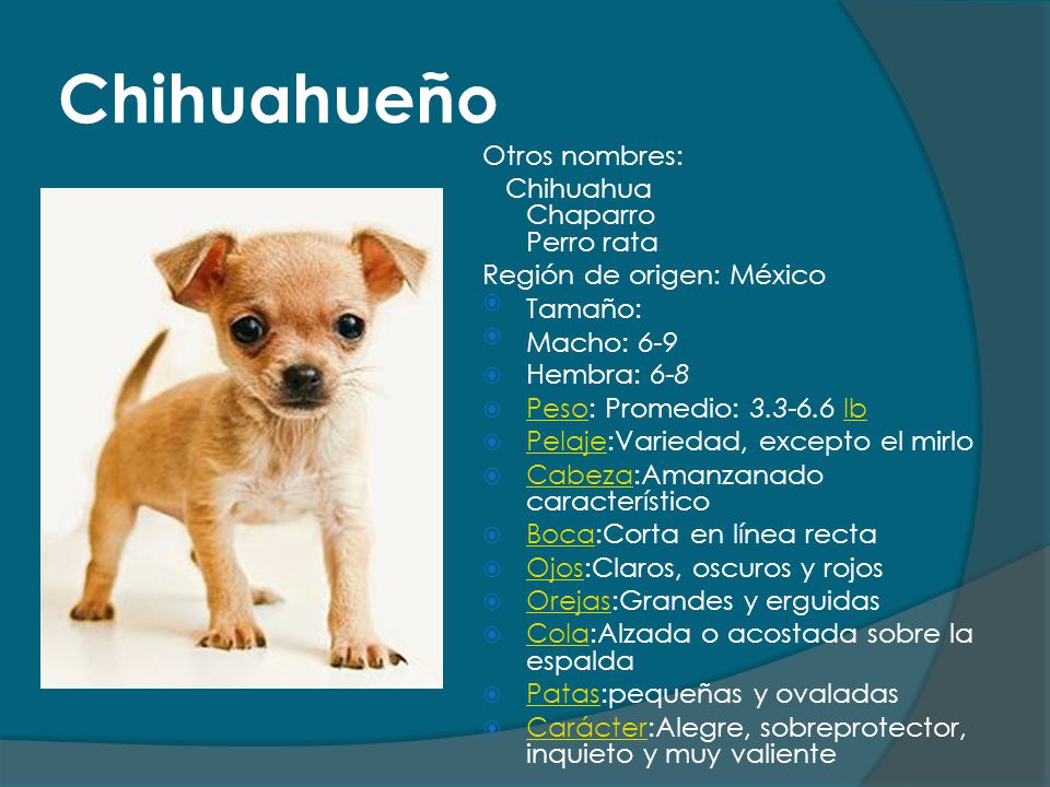 Chihuahueño Otros nombres: Chihuahua Chaparro Perro rata