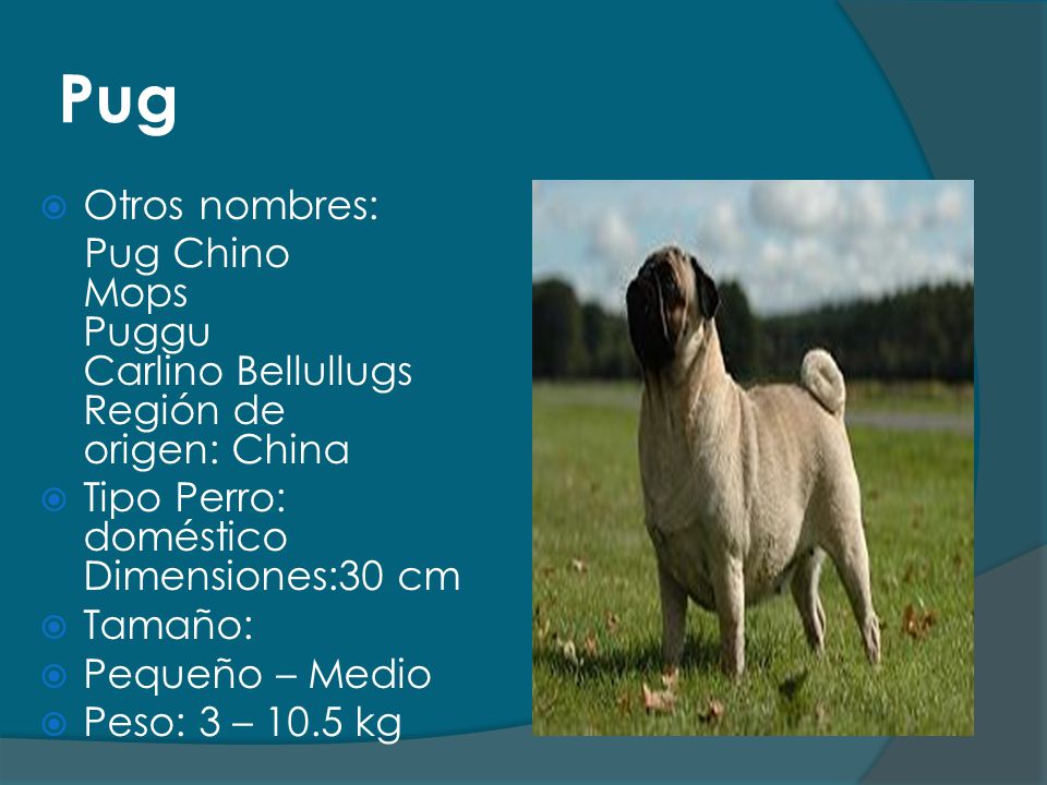 Pug Otros nombres: Pug Chino Mops Puggu Carlino Bellullugs Región de origen: China. Tipo Perro: doméstico Dimensiones:30 cm.