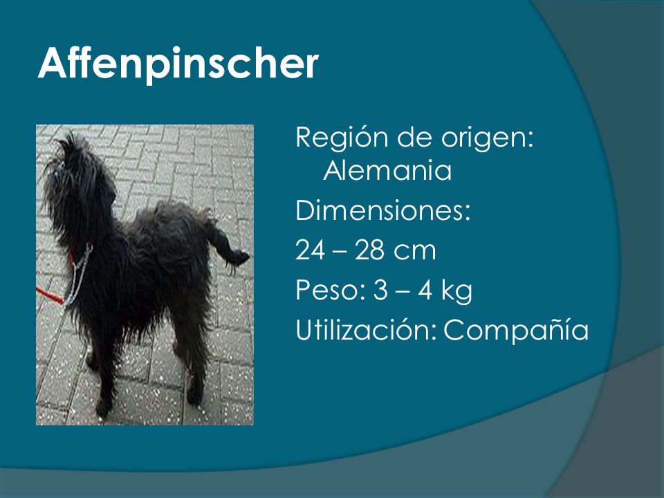 Affenpinscher Región de origen: Alemania Dimensiones: 24 – 28 cm Peso: 3 – 4 kg Utilización: Compañía