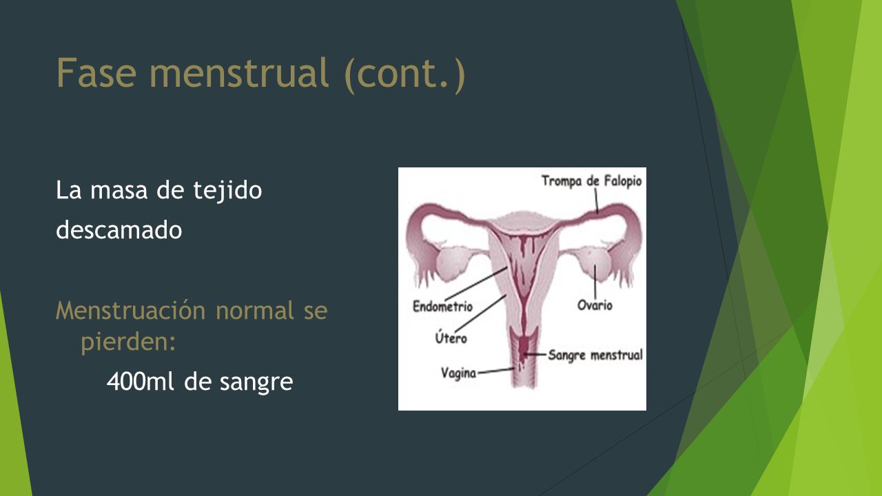 Fase menstrual (cont.) La masa de tejido descamado Menstruación normal se pierden: 400ml de sangre