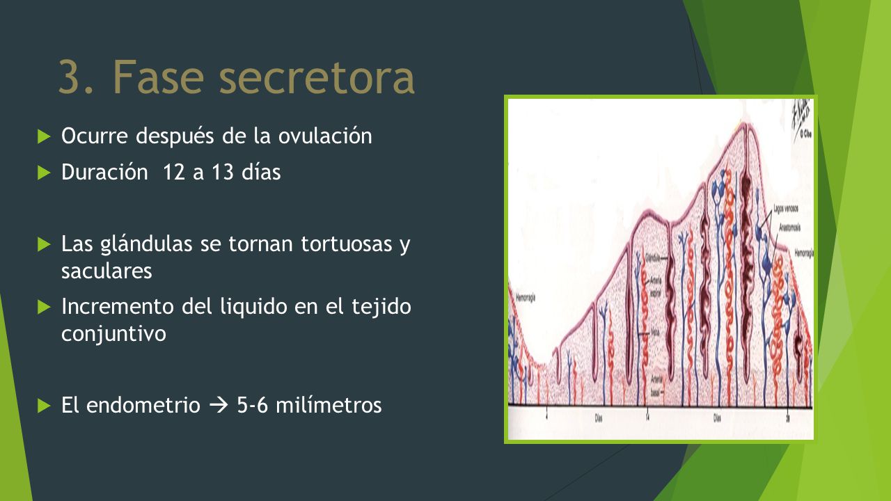 3. Fase secretora Ocurre después de la ovulación Duración 12 a 13 días