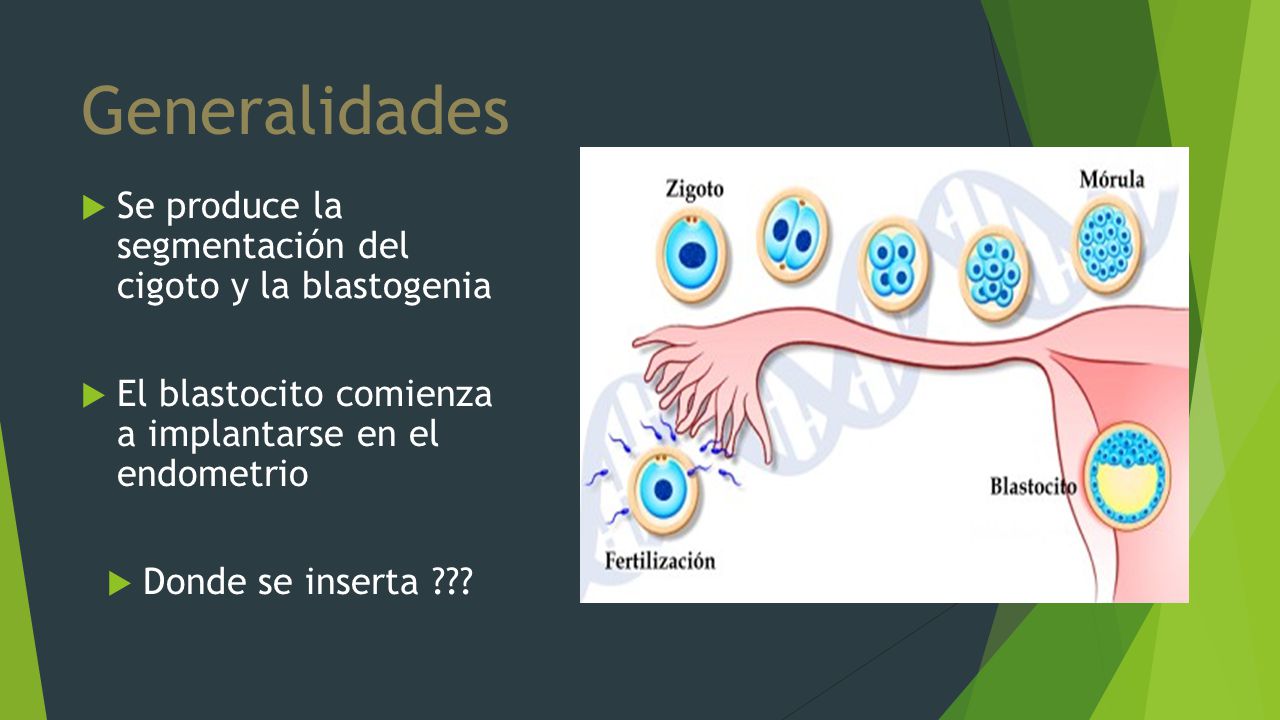 Generalidades Se produce la segmentación del cigoto y la blastogenia