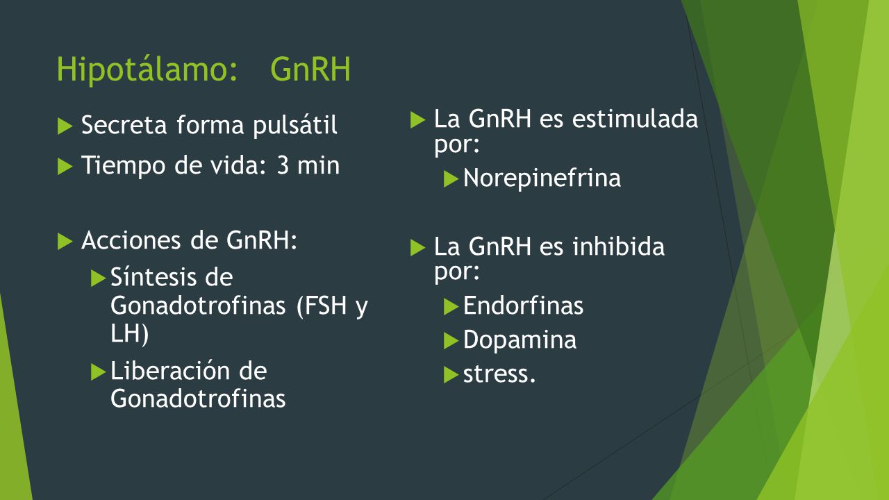 Hipotálamo: GnRH Secreta forma pulsátil Tiempo de vida: 3 min